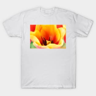 Tulipa  &#39;Indian Summer&#39;  Triumph Group  Tulip T-Shirt